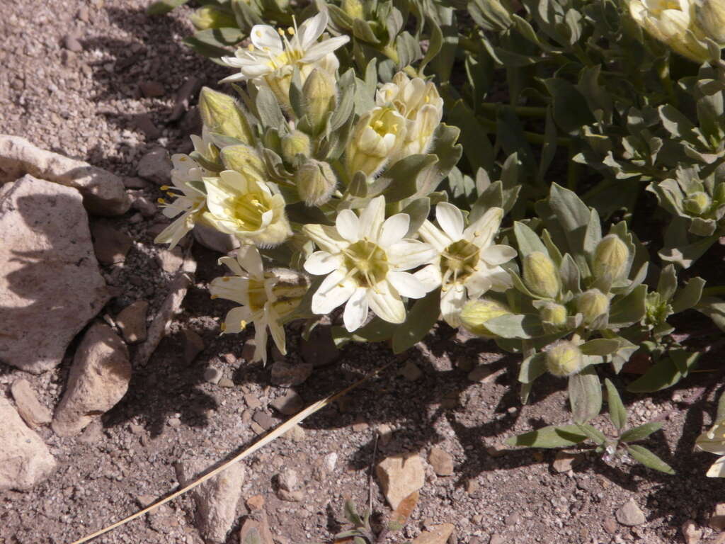 Image of Malesherbia lirana C. Gay