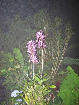 Laelia superbiens Lindl.的圖片