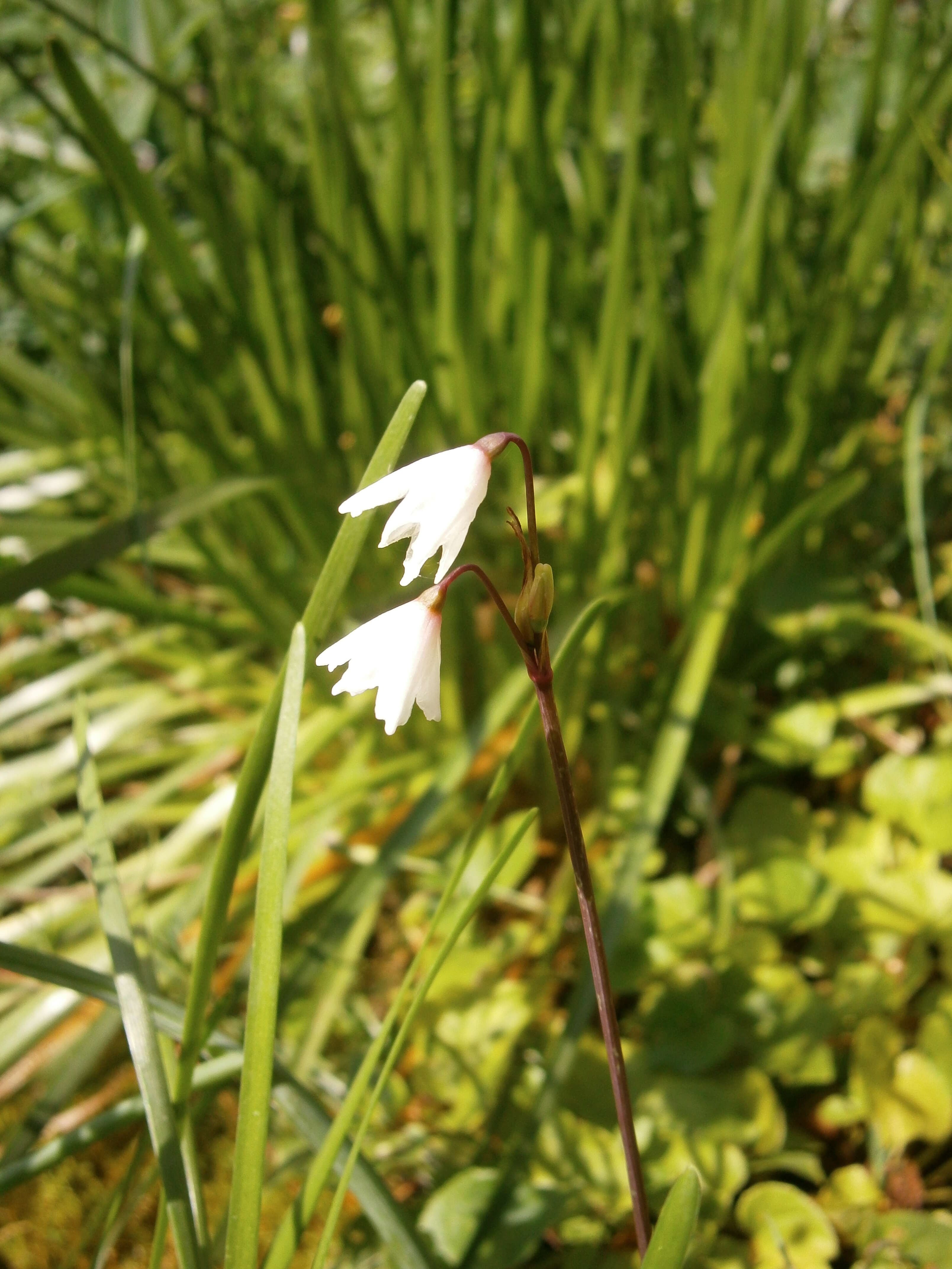 Слика од Acis autumnalis (L.) Sweet