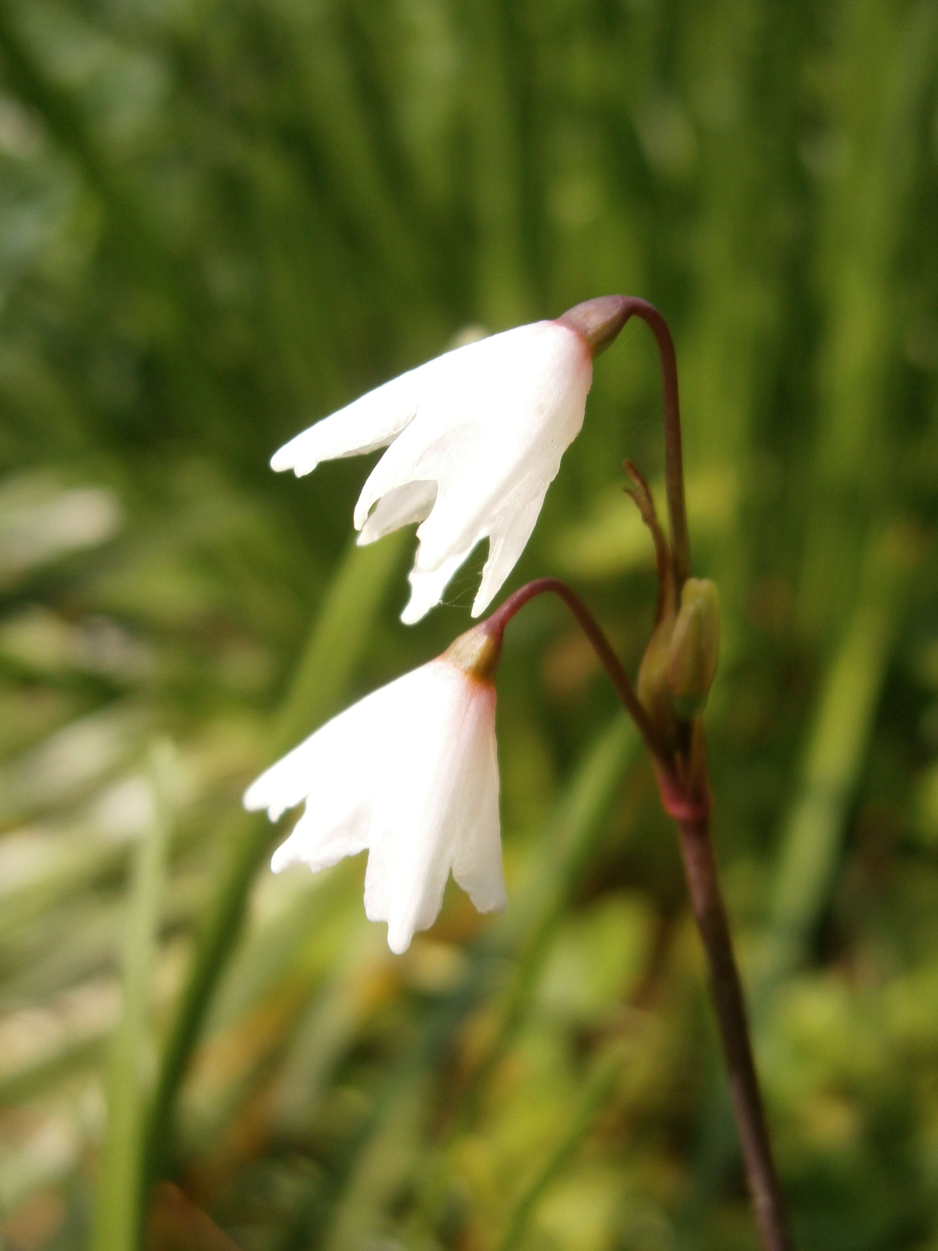 Слика од Acis autumnalis (L.) Sweet