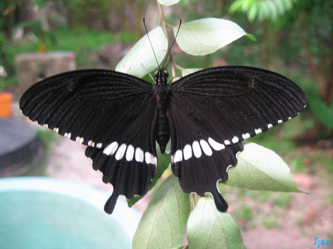 Image of Papilio polytes Linnaeus 1758