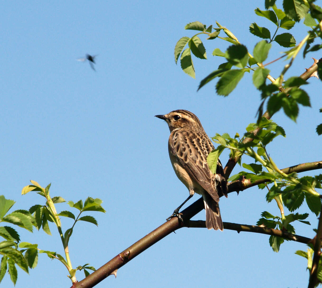 Image of Whinchat