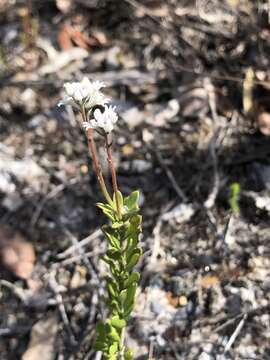 Image of Conospermum ellipticum Sm.