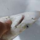 Image of Grey Sharpnose Shark