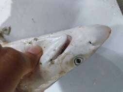 Image of Grey Sharpnose Shark