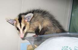 Image of White-eared Opossum