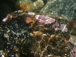 Image of Habrosanthus bathamae Cutress 1961