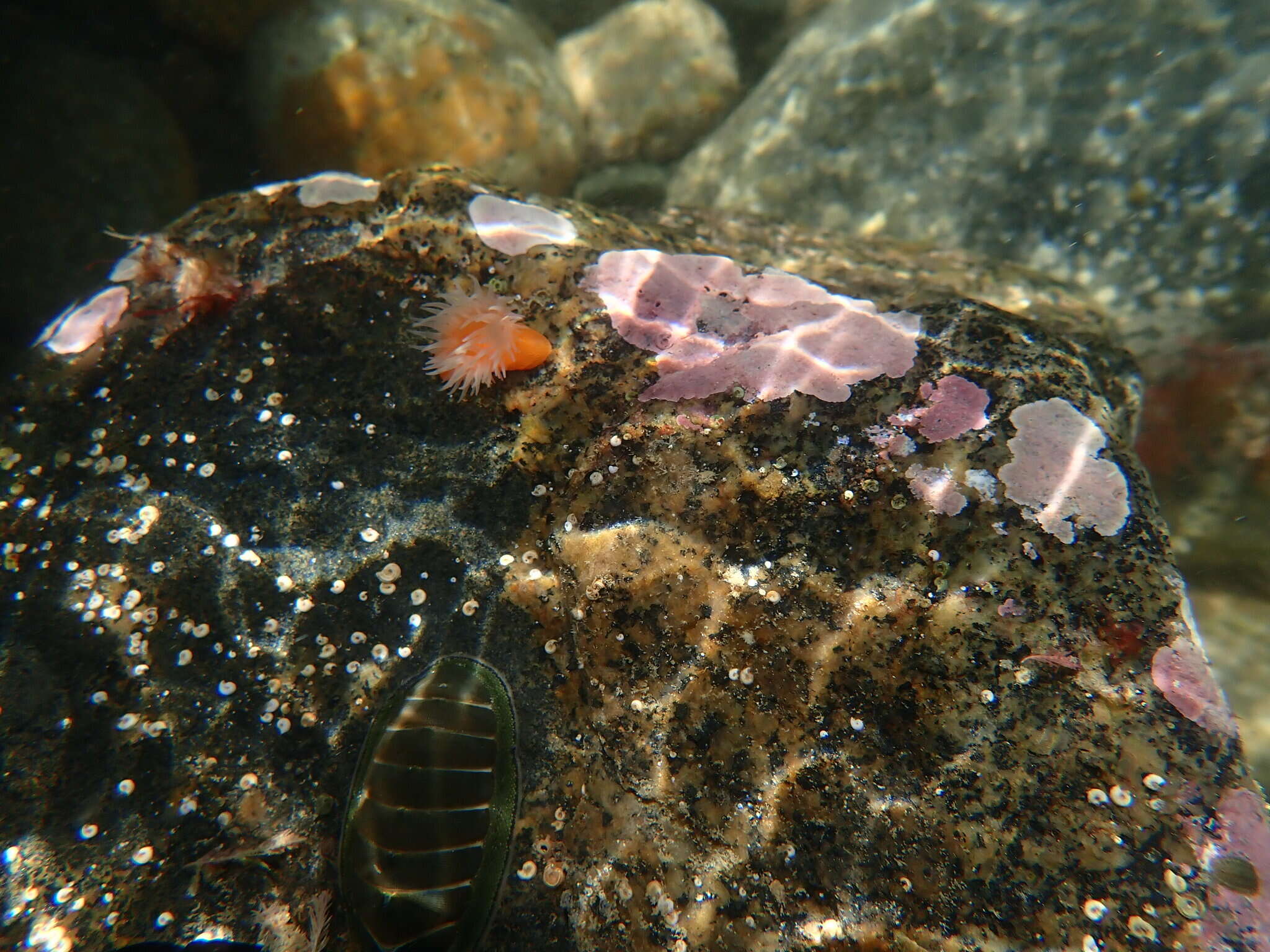 Image of Habrosanthus bathamae Cutress 1961