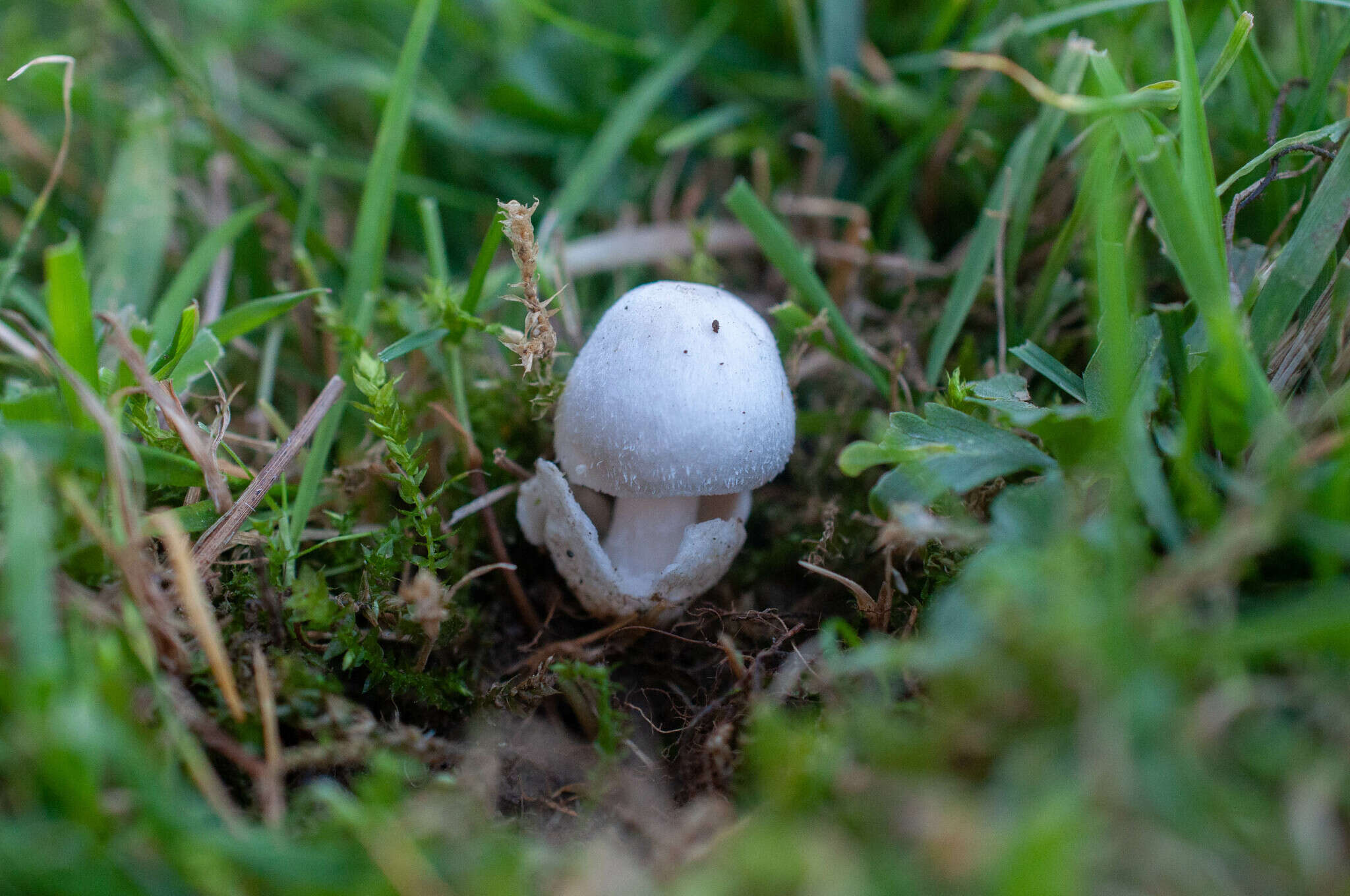 Image of Volvariella pusilla (Pers.) Singer 1951