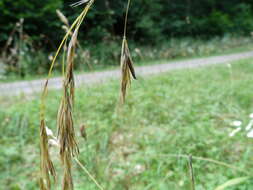 Image of Ergot