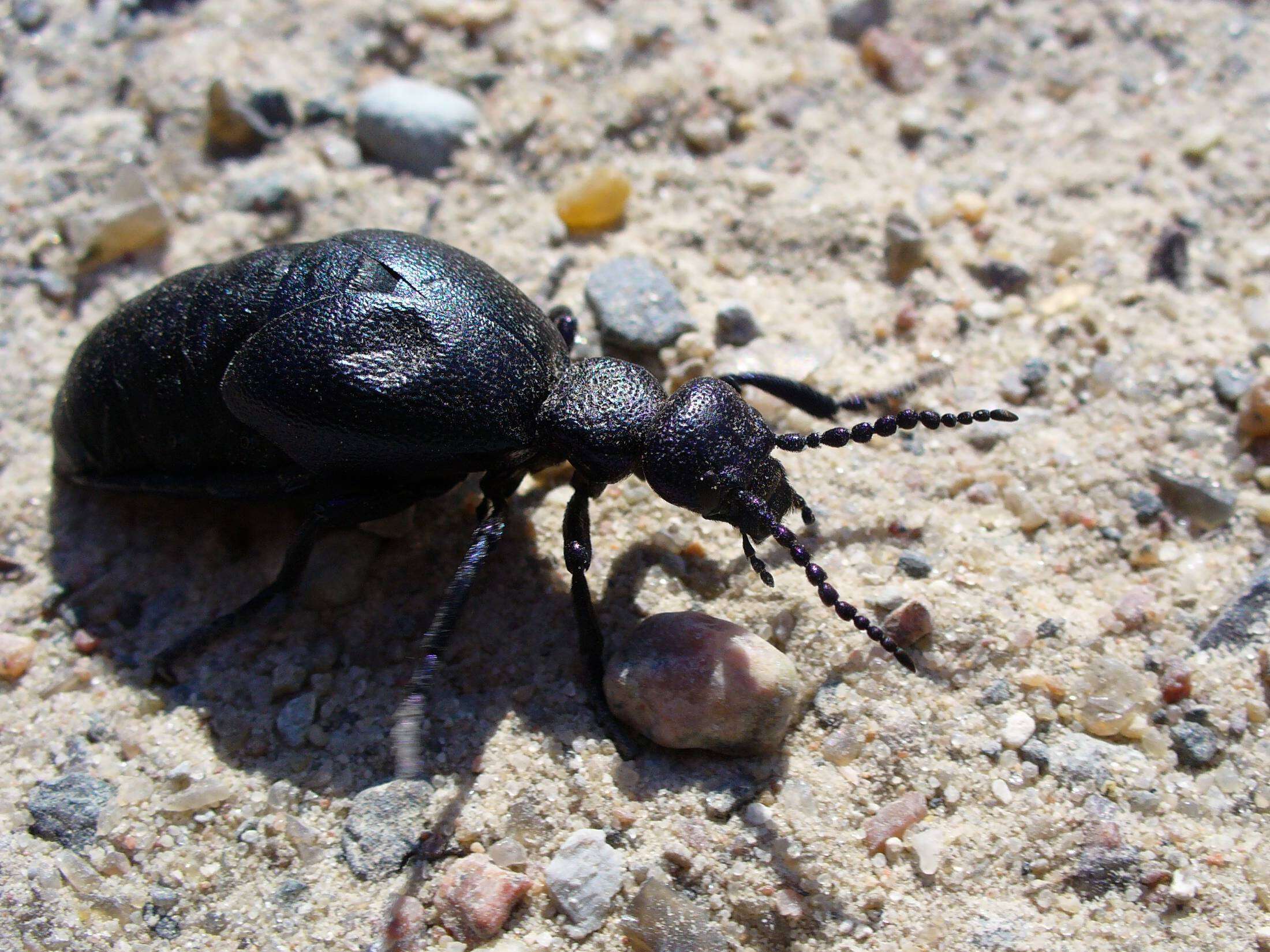 Image of Meloe violaceus