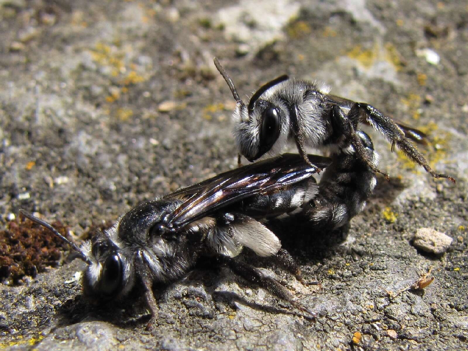 Image of Andrena agilissima (Scopoli 1770)