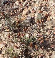 Image of Pteronia staehelinoides DC.