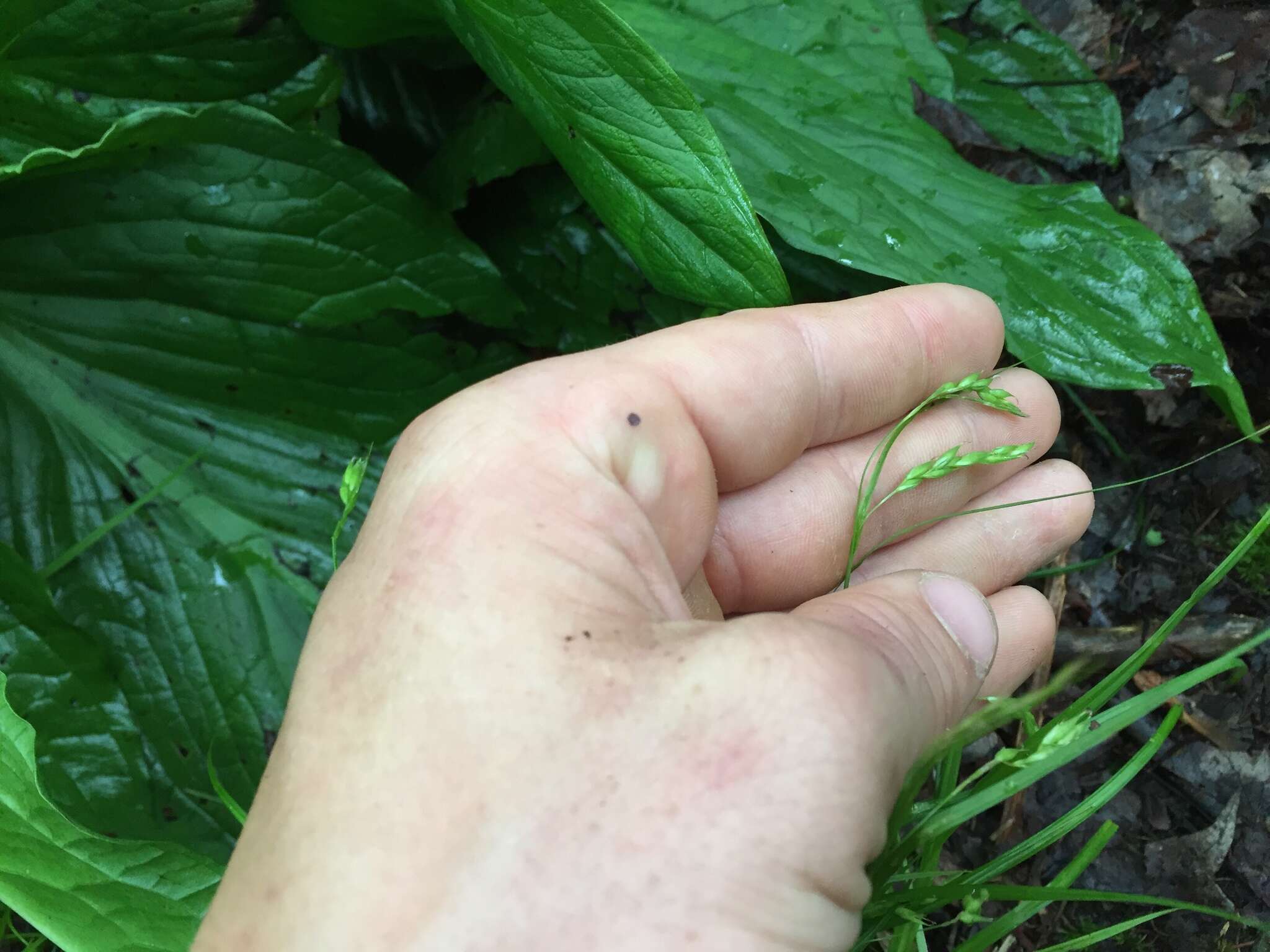 Image of white edge sedge