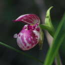 Слика од Cypripedium guttatum Sw.