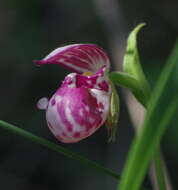 Image of Spotted lady's slipper