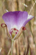 Calochortus simulans (Hoover) Munz resmi