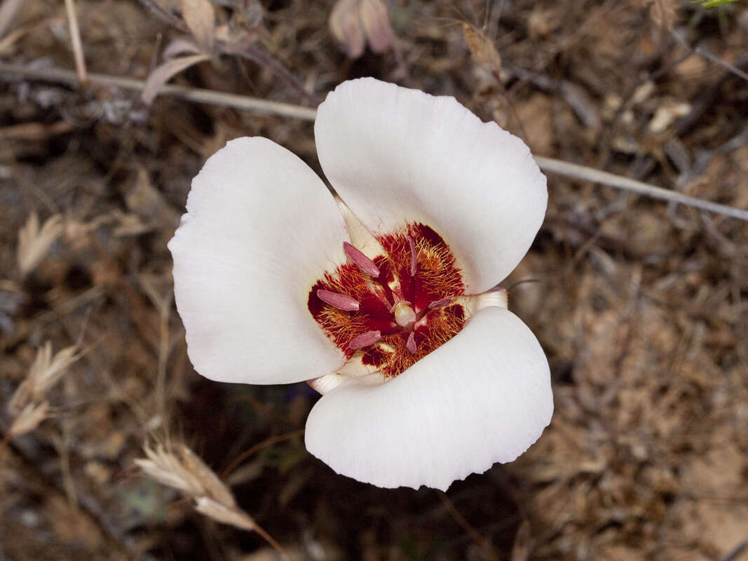 Calochortus simulans (Hoover) Munz resmi