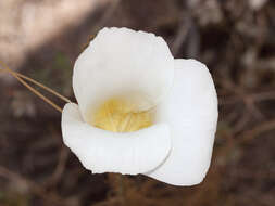 Calochortus simulans (Hoover) Munz resmi