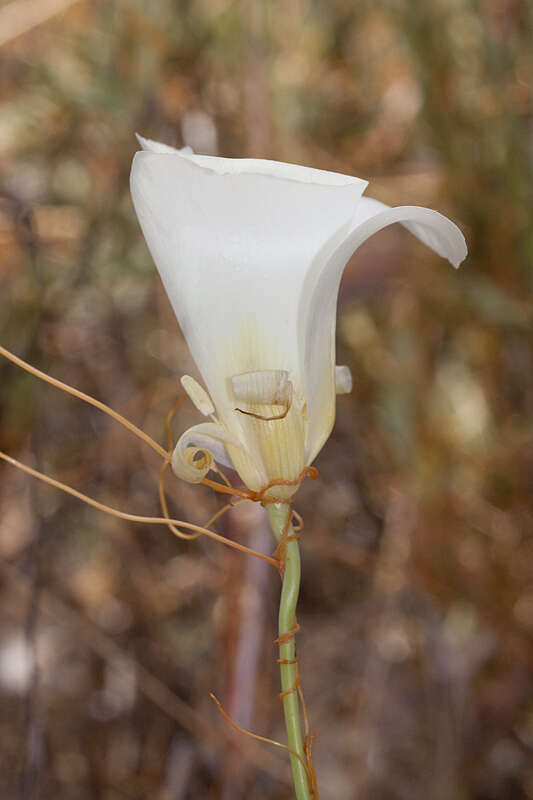 Calochortus simulans (Hoover) Munz resmi