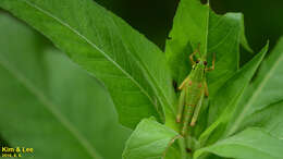 صورة Anapodisma miramae Dovnar-Zapolskij 1932