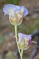 Image of butterfly mariposa lily