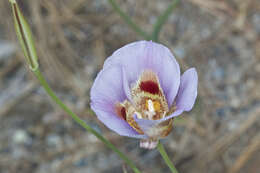 Image of butterfly mariposa lily