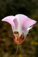 Image of butterfly mariposa lily