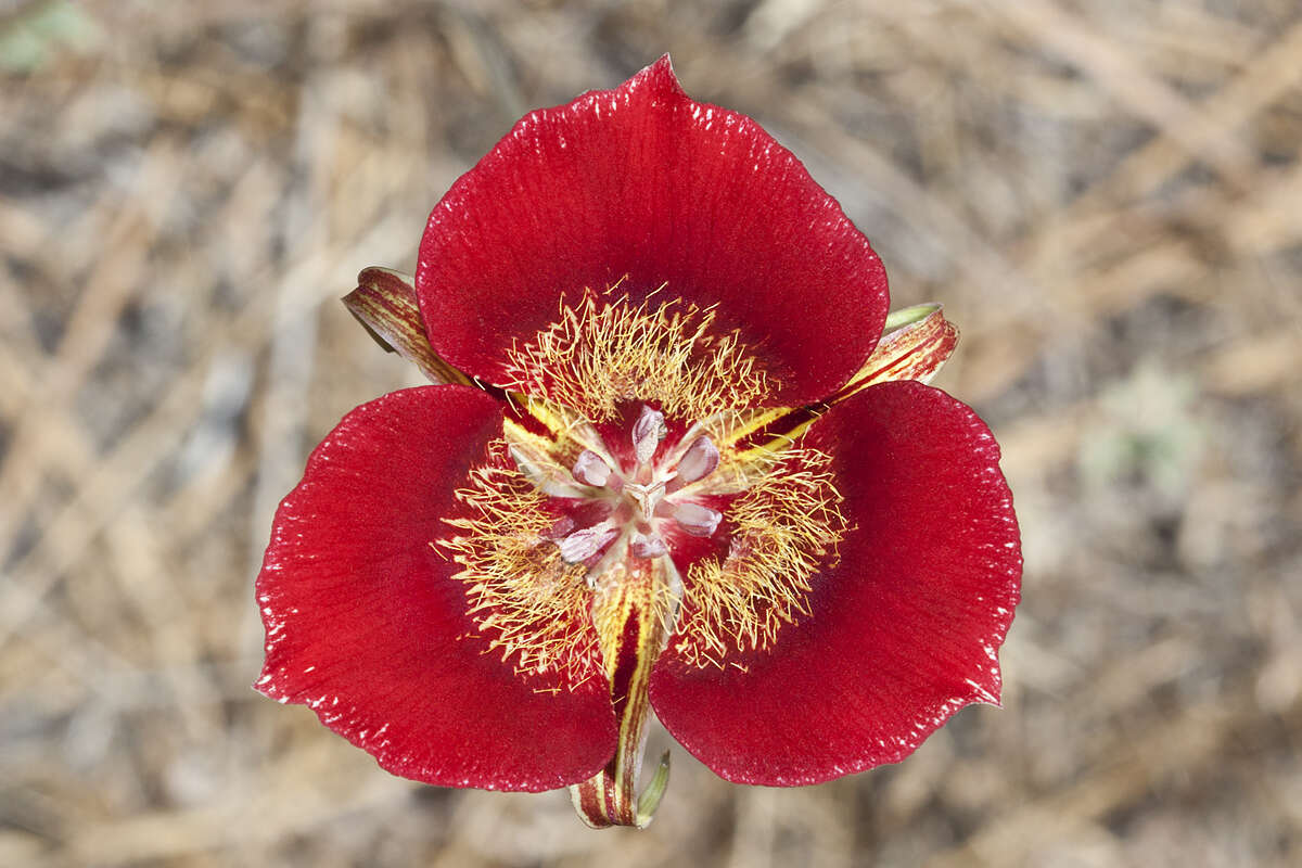 Image of butterfly mariposa lily