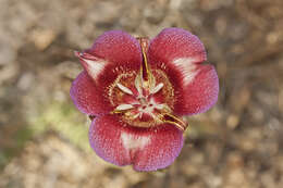 Image of butterfly mariposa lily