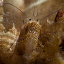 Image of golden-spotted shrimp