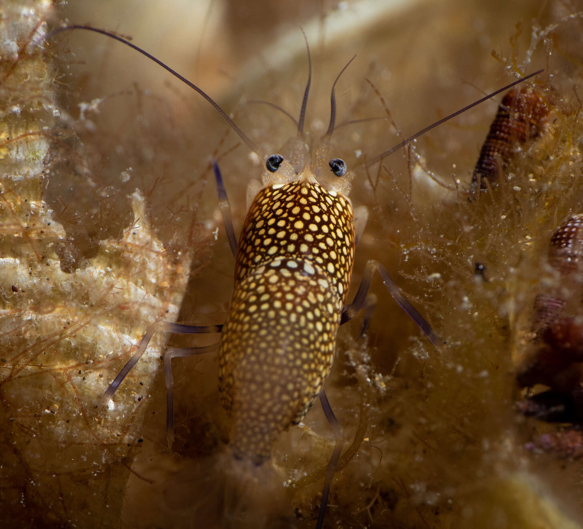 Image of golden-spotted shrimp