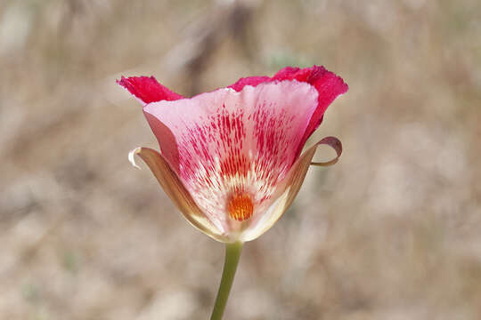 Image of butterfly mariposa lily