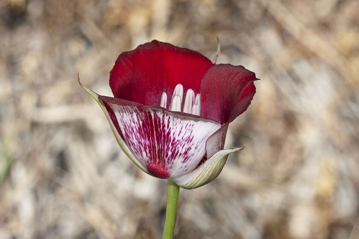 Image of butterfly mariposa lily