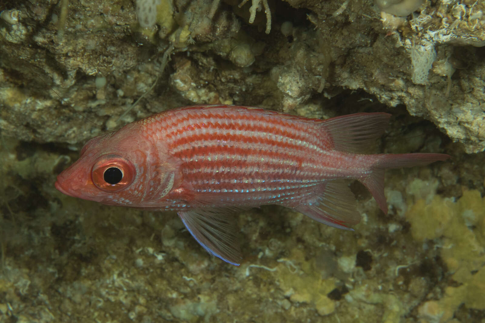 Image of Pink squirrelfish