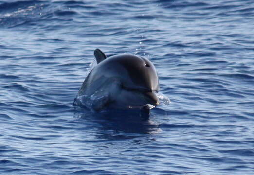 Image of Blue-white Dolphin