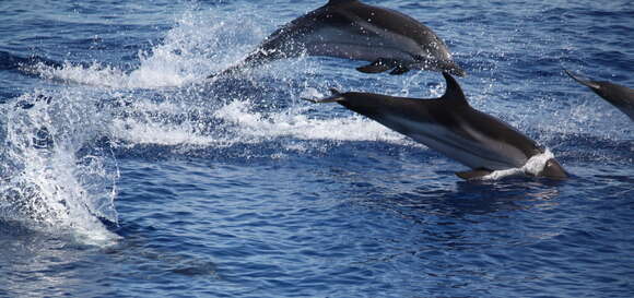 Image of Blue-white Dolphin