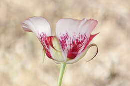 Image of butterfly mariposa lily