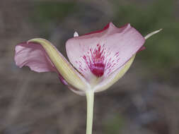 Image of butterfly mariposa lily