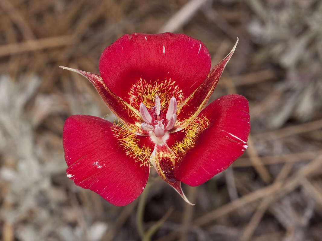 Image of butterfly mariposa lily