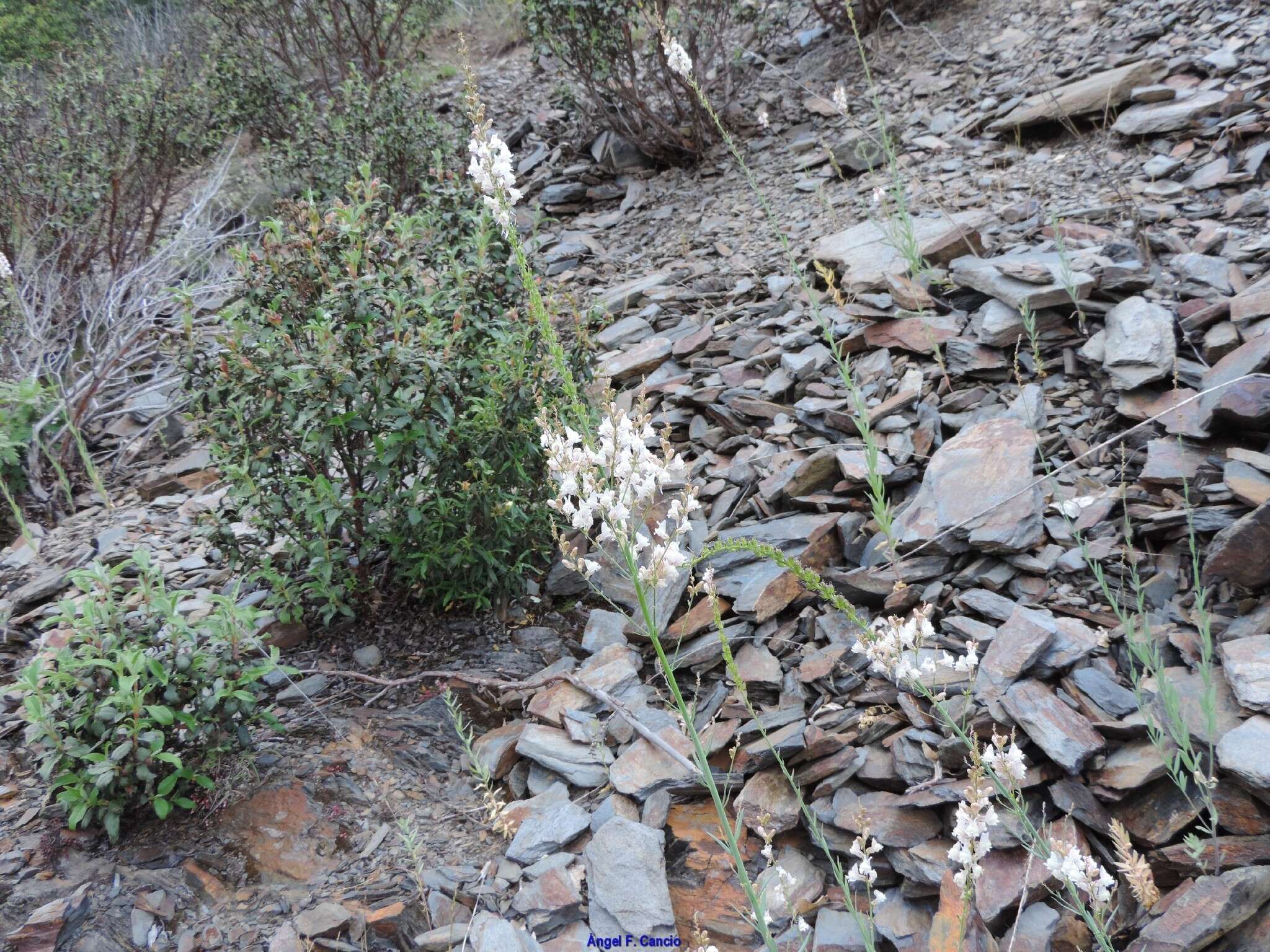 Image of Linaria nivea Boiss. & Reuter