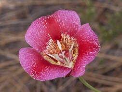 Image of butterfly mariposa lily