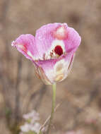 Image of butterfly mariposa lily