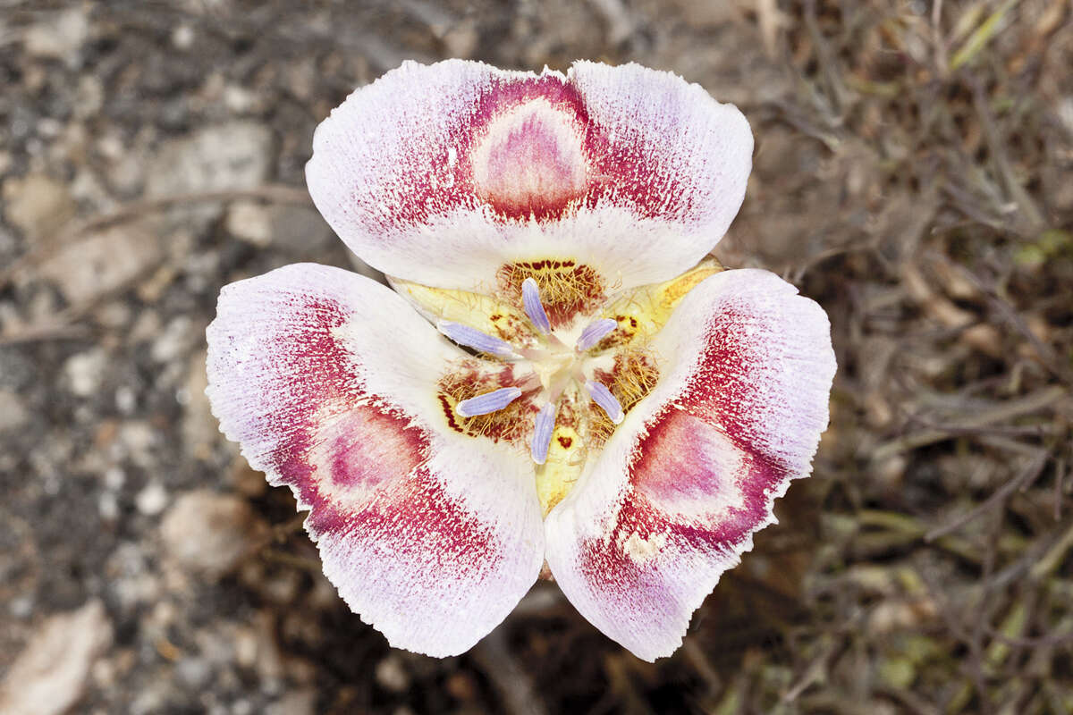 Image of butterfly mariposa lily