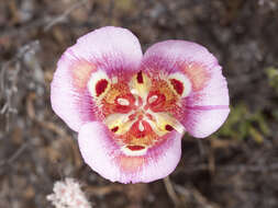 Image of butterfly mariposa lily