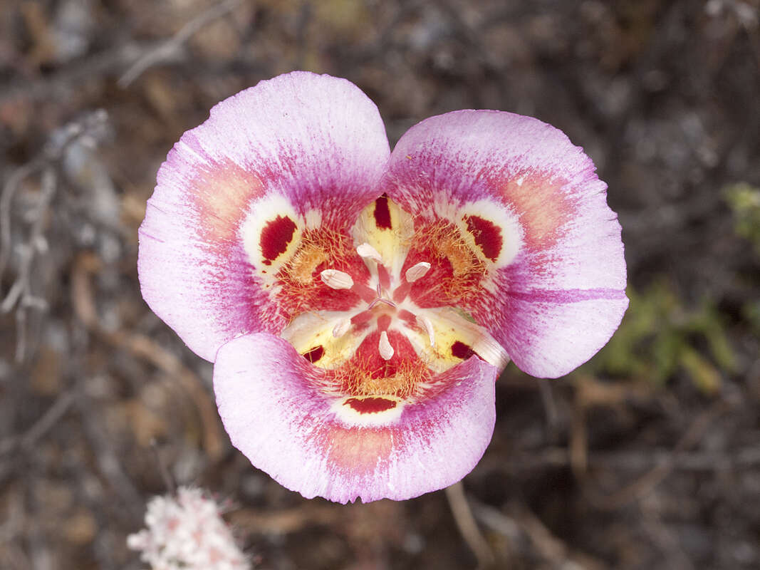 Image of butterfly mariposa lily