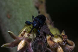 Image of Weevil