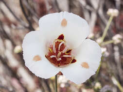 Image of butterfly mariposa lily