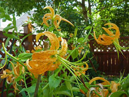 Image of Henry's lily