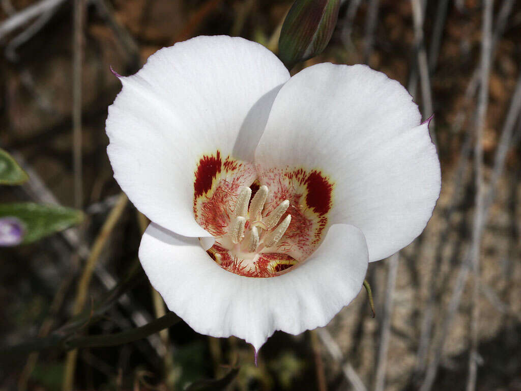 Image of butterfly mariposa lily